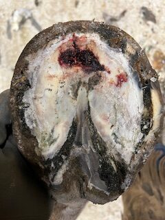 Acute vs. Chronic Hoof Abscesses in Horses 3 2a320e8e 1a31 47c0 9243 d7e5e284d4c4 rotated
