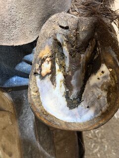 Acute vs. Chronic Hoof Abscesses in Horses 5 43389b84 7e78 4b65 a43a c85cc2fb7fb5 rotated