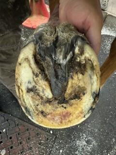 Acute vs. Chronic Hoof Abscesses in Horses 6 4b813d79 e907 4821 98d0 88a1fc82fdc5