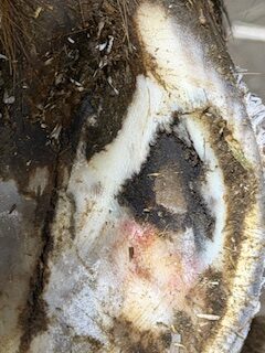 Acute vs. Chronic Hoof Abscesses in Horses 2 691f4a70 a3cd 4dc9 8f15 c51bfb74f37c rotated