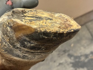 Acute vs. Chronic Hoof Abscesses in Horses 8 6ae97ea9 e1dc 46ba 9c92 f15a70438008