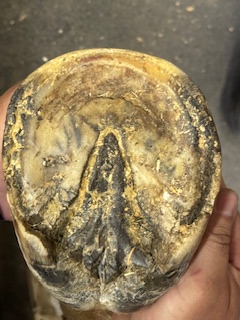 Acute vs. Chronic Hoof Abscesses in Horses 7 8fc275ba 3035 4b1f ac63 d5e3b44a97f7