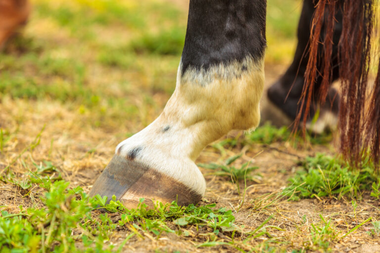 What’s Really Inside a Horse’s Hoof?