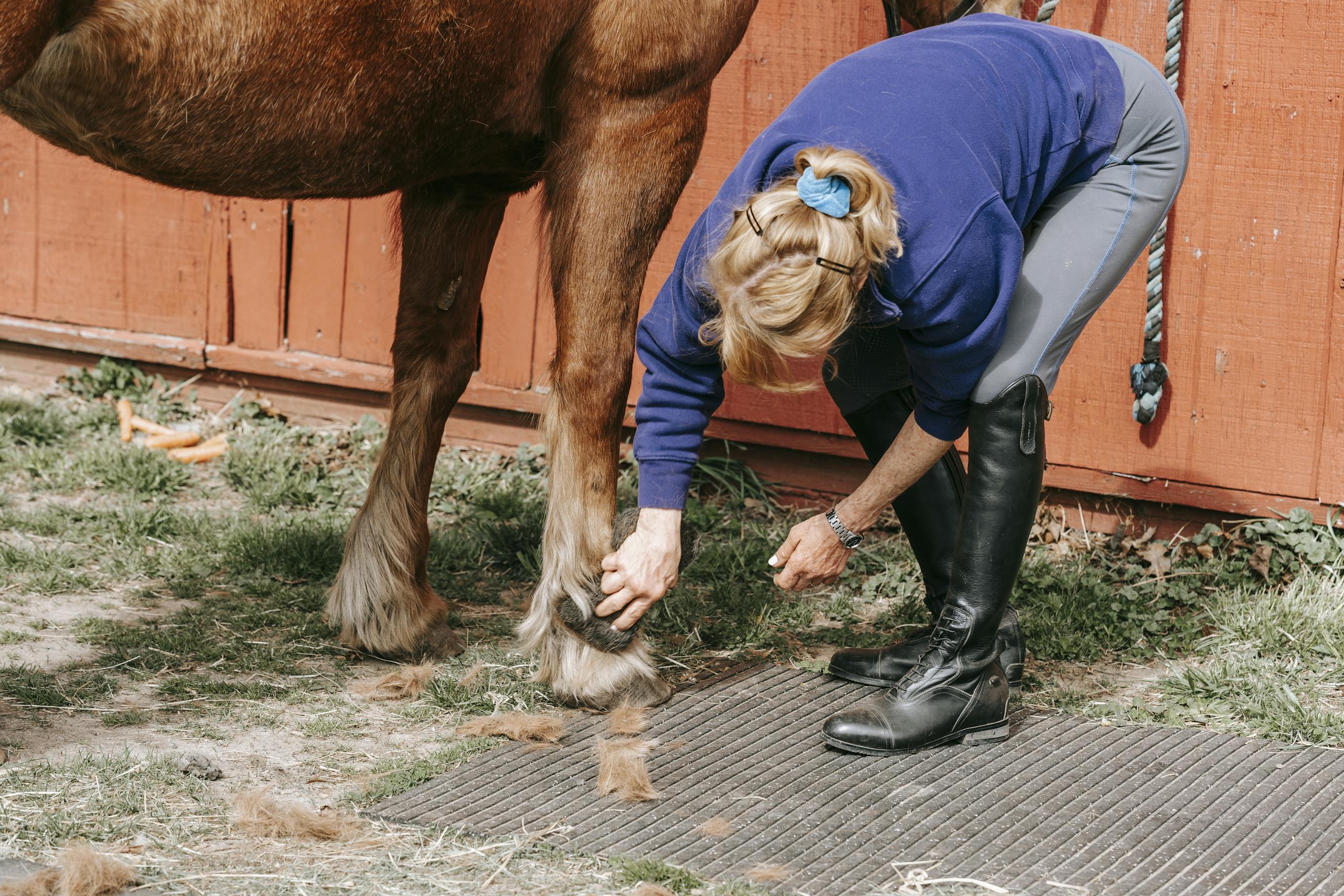 A woman grooms a brown horse in a stable, maintaining its hoof outdoors.