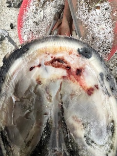 Acute vs. Chronic Hoof Abscesses in Horses 4 b27c2284 0b7c 426c 916a 5edfd5c5e1e7