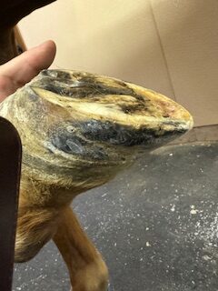 Acute vs. Chronic Hoof Abscesses in Horses 9 c8cf1696 d206 4666 8328 f632de7a3a3e rotated