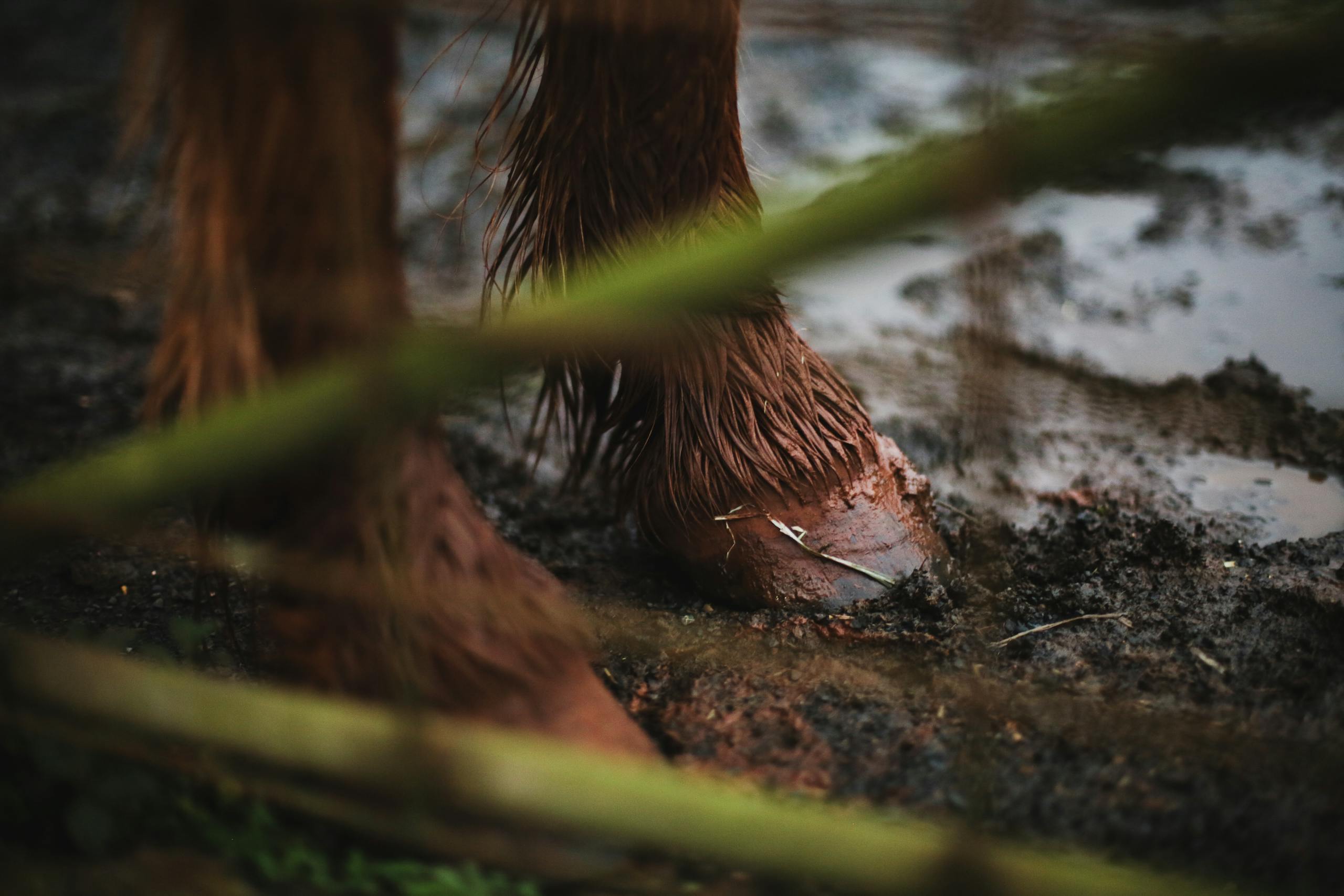 Detailed view of a horse's hoof in wet, muddy soil, captured outdoors.