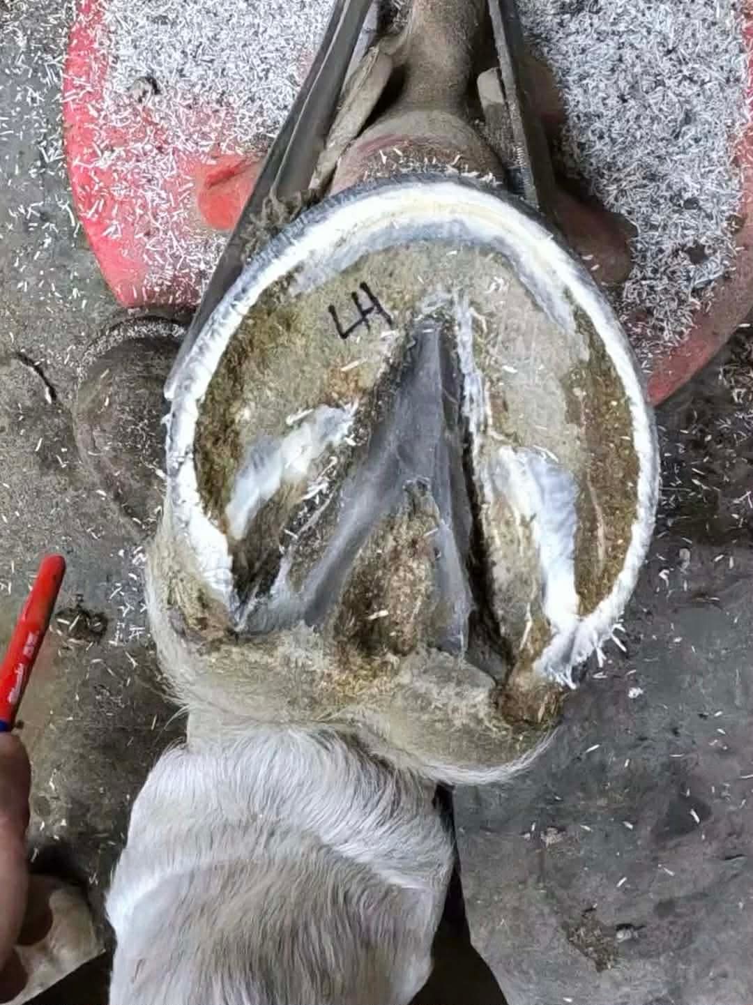 A Healthy Hoof 8 13b55cbd 8a2d 48e8 bfec 3bc41f0b08ff