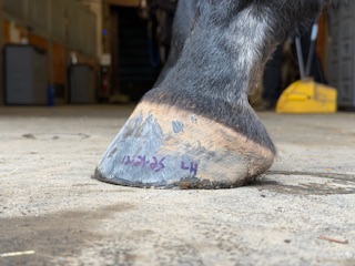 A Healthy Hoof 13 4542d86d 5041 4e39 ae4e aef8e6c855cf