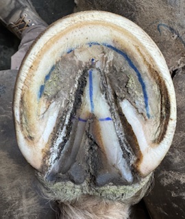 A Healthy Hoof 12 52f21b7b 5503 4b4c be8c c3100c2da70a