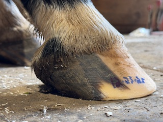 A Healthy Hoof 14 5faecf90 8e4a 471d 9030 ce81e9f067c1