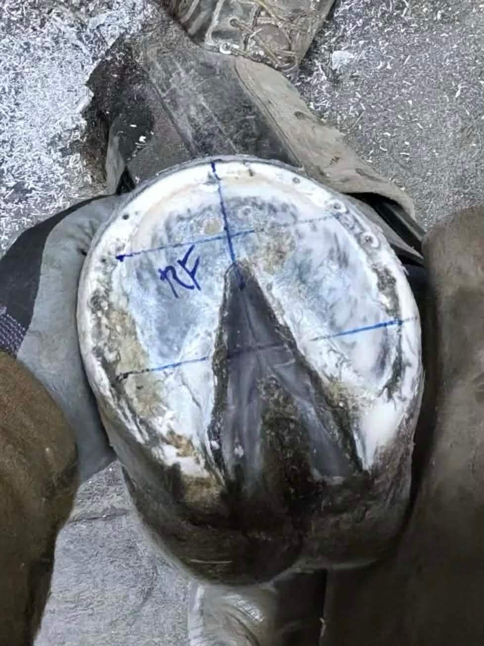 A Healthy Hoof 11 6cc6c4d6 e9a0 4452 8929 8d505f245cc0