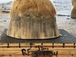 A Healthy Hoof 16 7f5d0513 b438 451e bae6 aac60ec30c2e