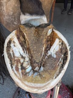 A Healthy Hoof 17 80995d65 8aa5 4c7c 8994 1a309ca2b5a4 rotated