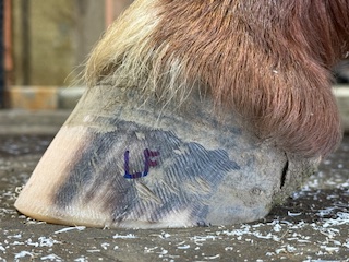 A Healthy Hoof 18 81a6e967 3f29 447d bb8e 362d393a500f