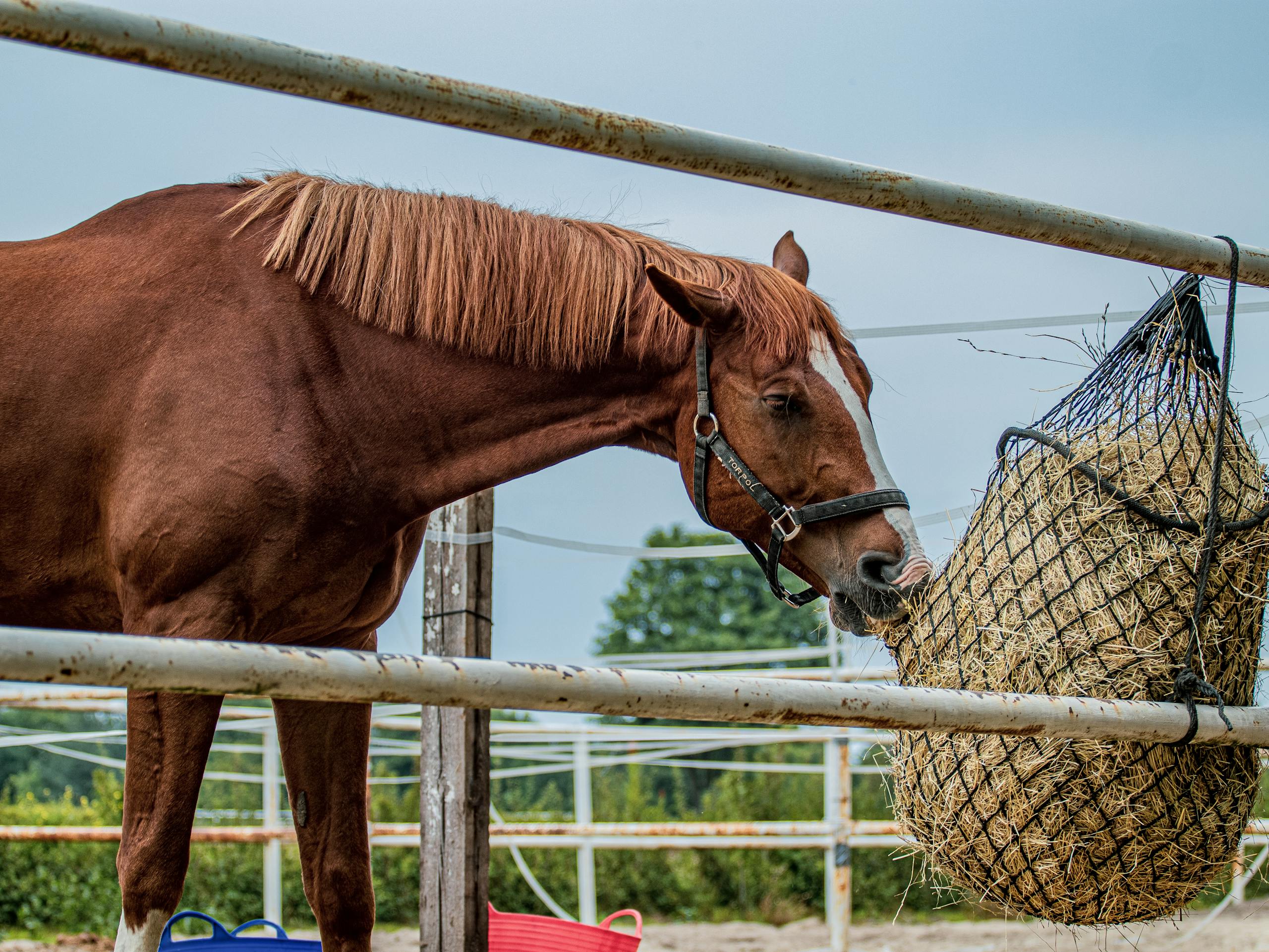 A Healthy Hoof 5 A brown horse in a paddock eating hay from a net. Calm farm setting outdoors.