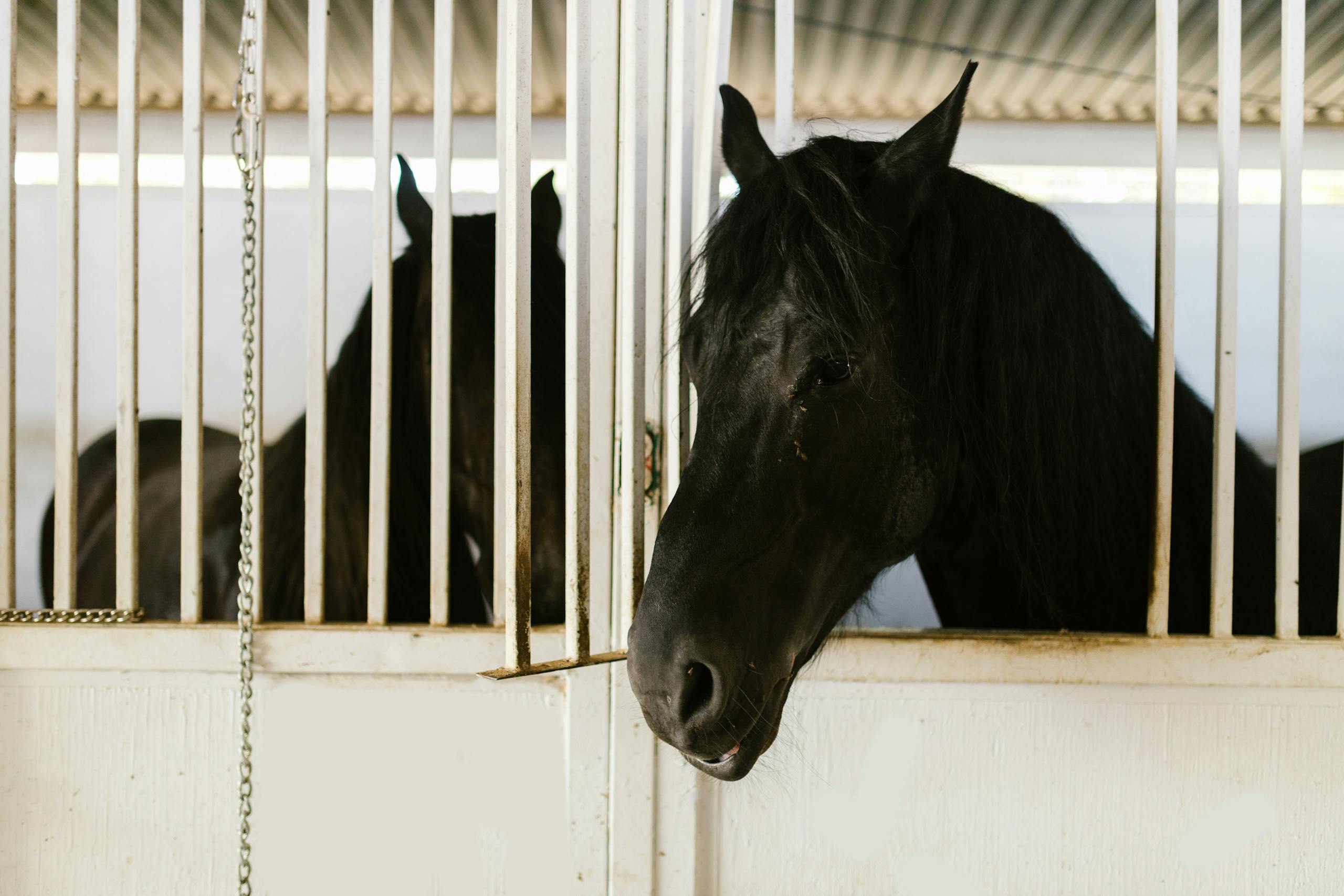 A Healthy Hoof 6 Beautiful black stallions in stable, showcasing equine grace and tranquility.