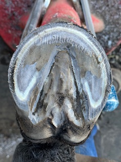 A Healthy Hoof 10 d012a0ad 6247 4220 931f 23aded7e2d0b