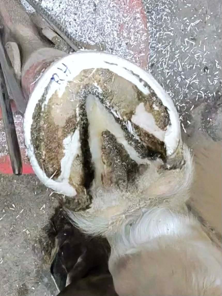 A Healthy Hoof 15 d2b5ec9b 4119 48ac 9052 980f0ef4a1a9