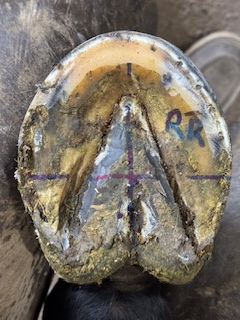 A Healthy Hoof 9 db9617db be29 4cdf b9b6 4602d8b6b811