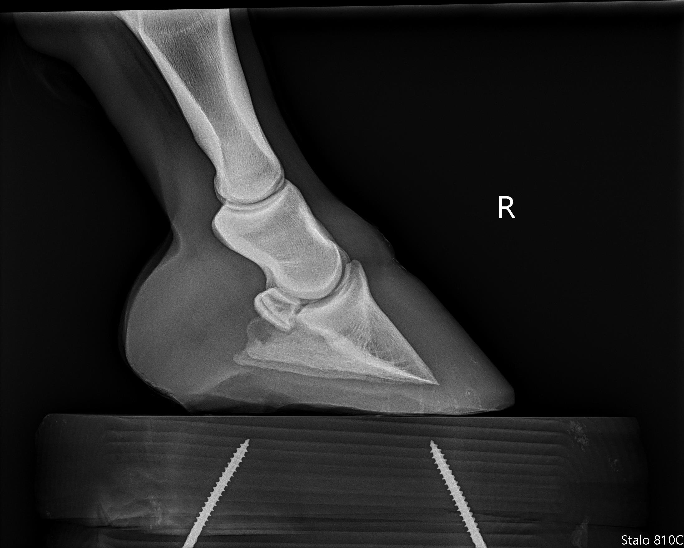 xray of right front hoof before trims