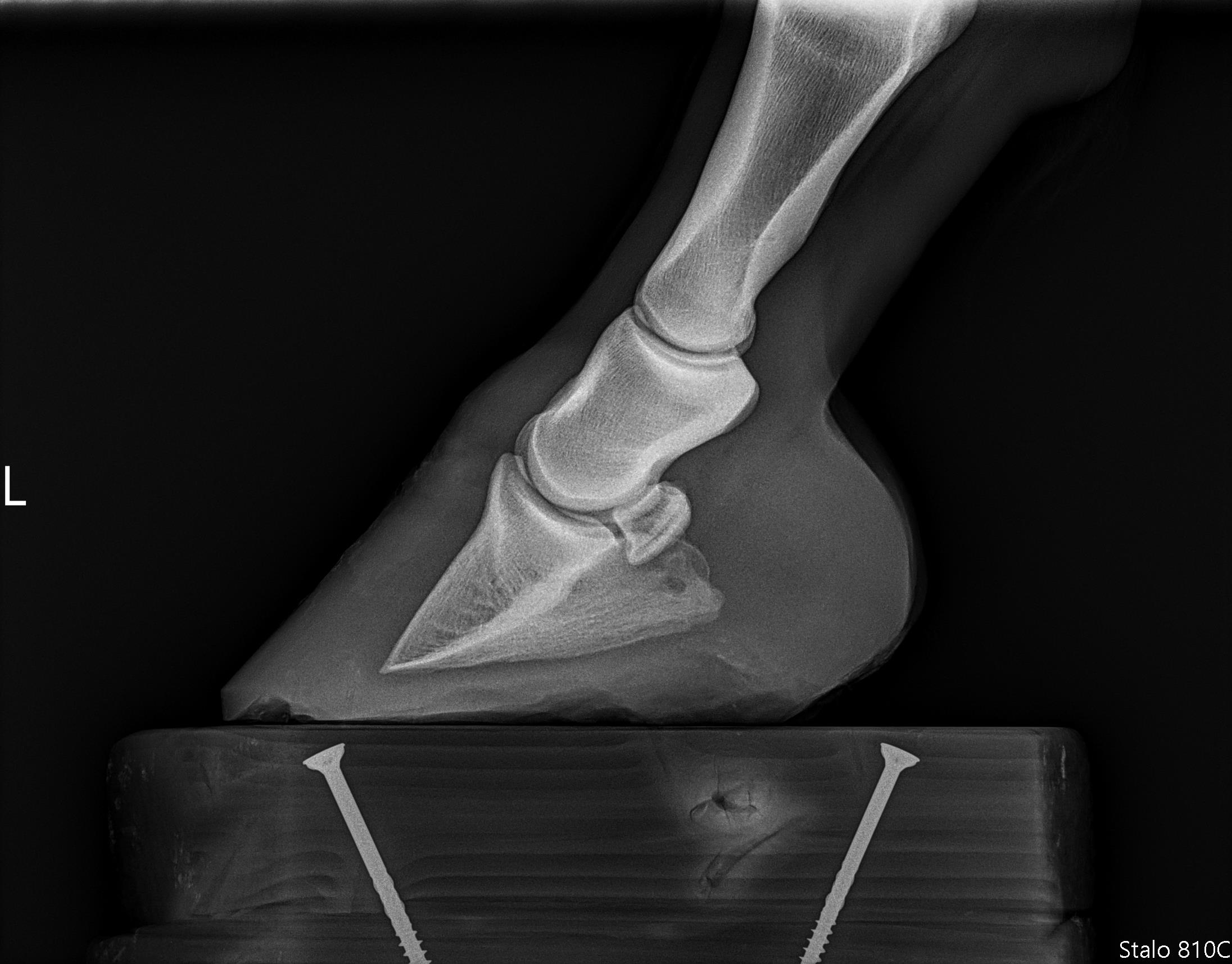 xray of left front hoof before trims