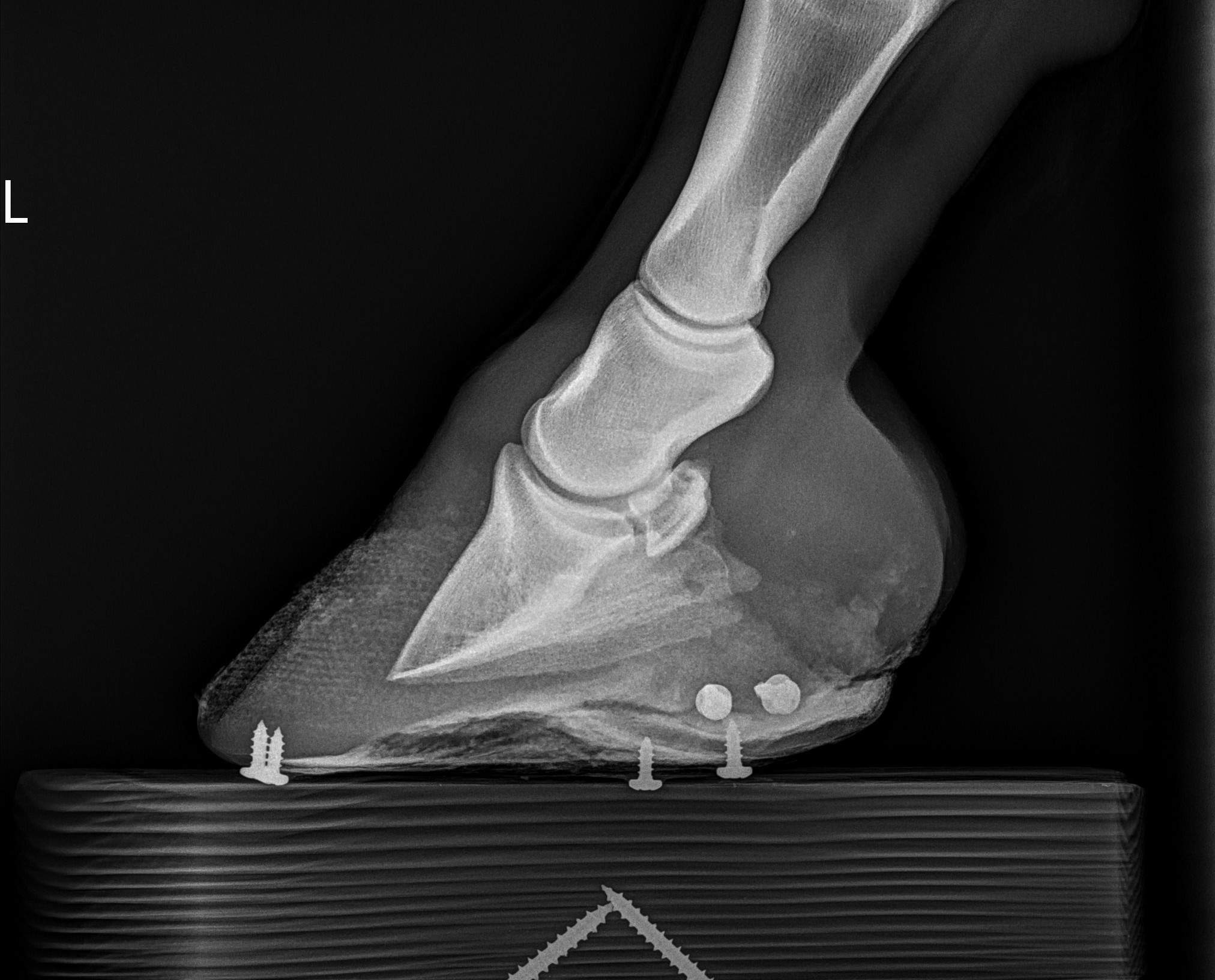 xray of left front hoof after 1 year