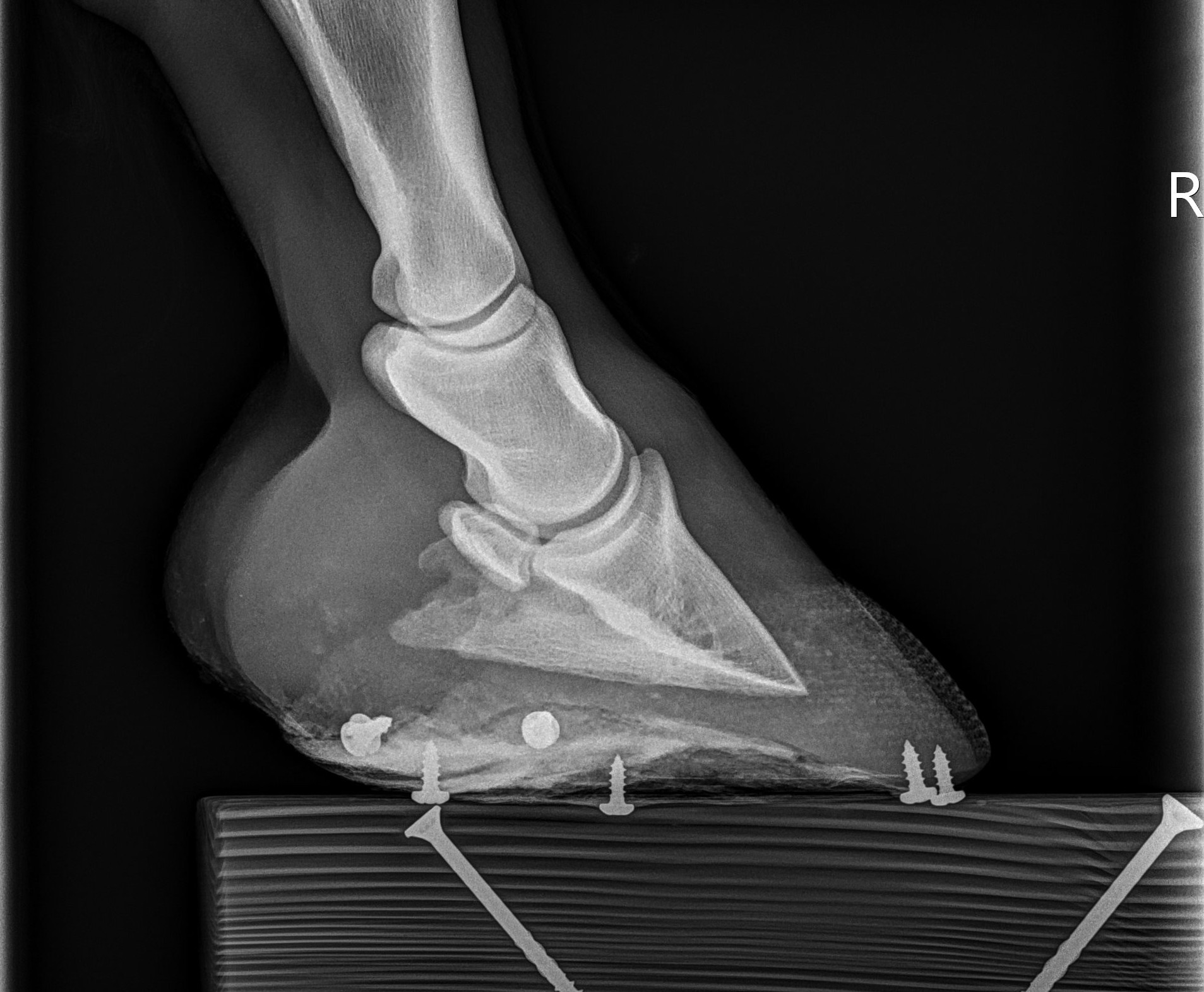 xray of right front hoof after 1 year